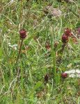 Self-Heal